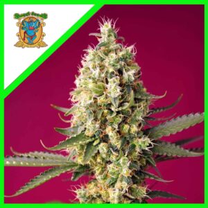Pack Sweet Seeds Skywalker OG Runtz XL Auto X3+1