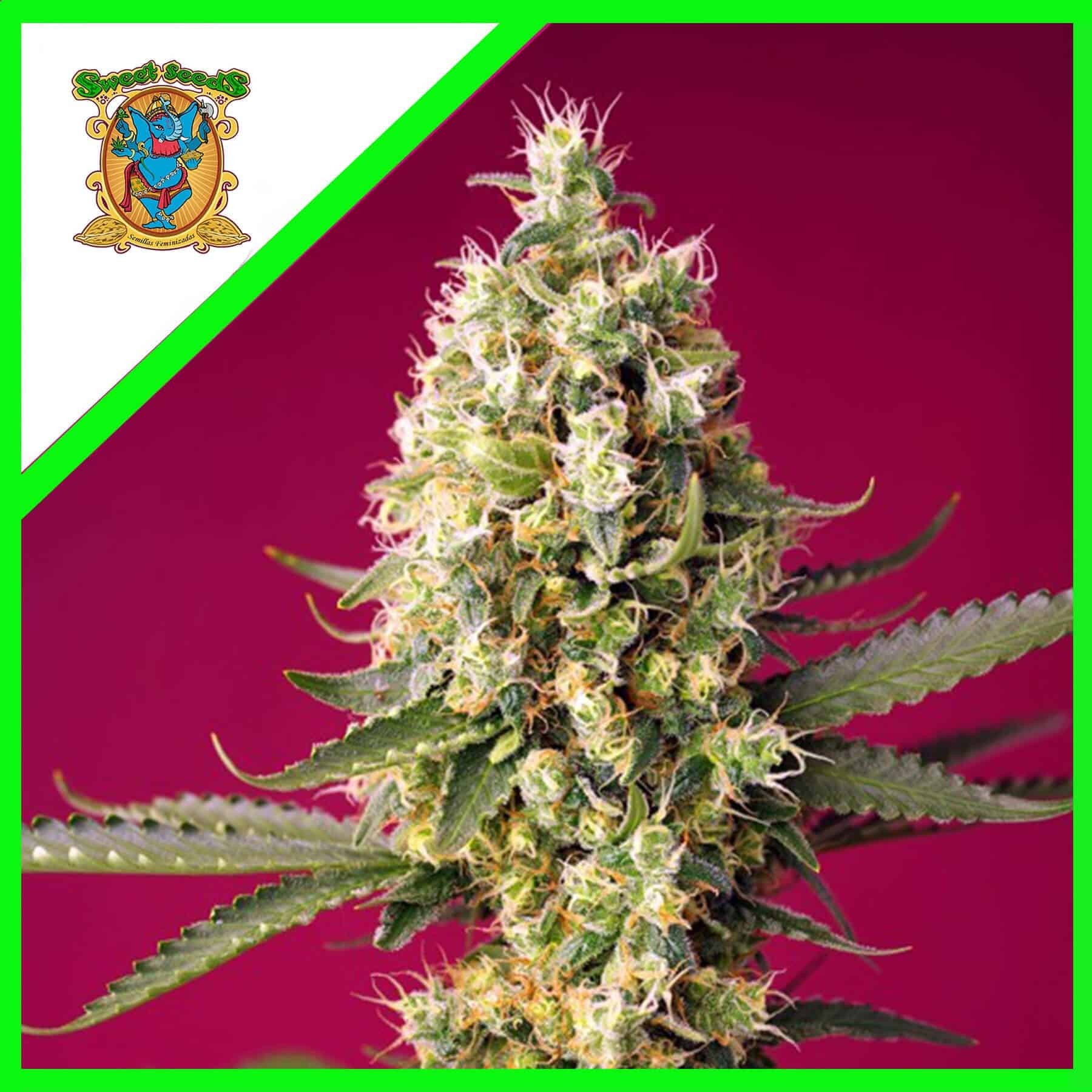 18439.jpg Pack Sweet Seeds Skywalker OG Runtz XL Auto X3+1