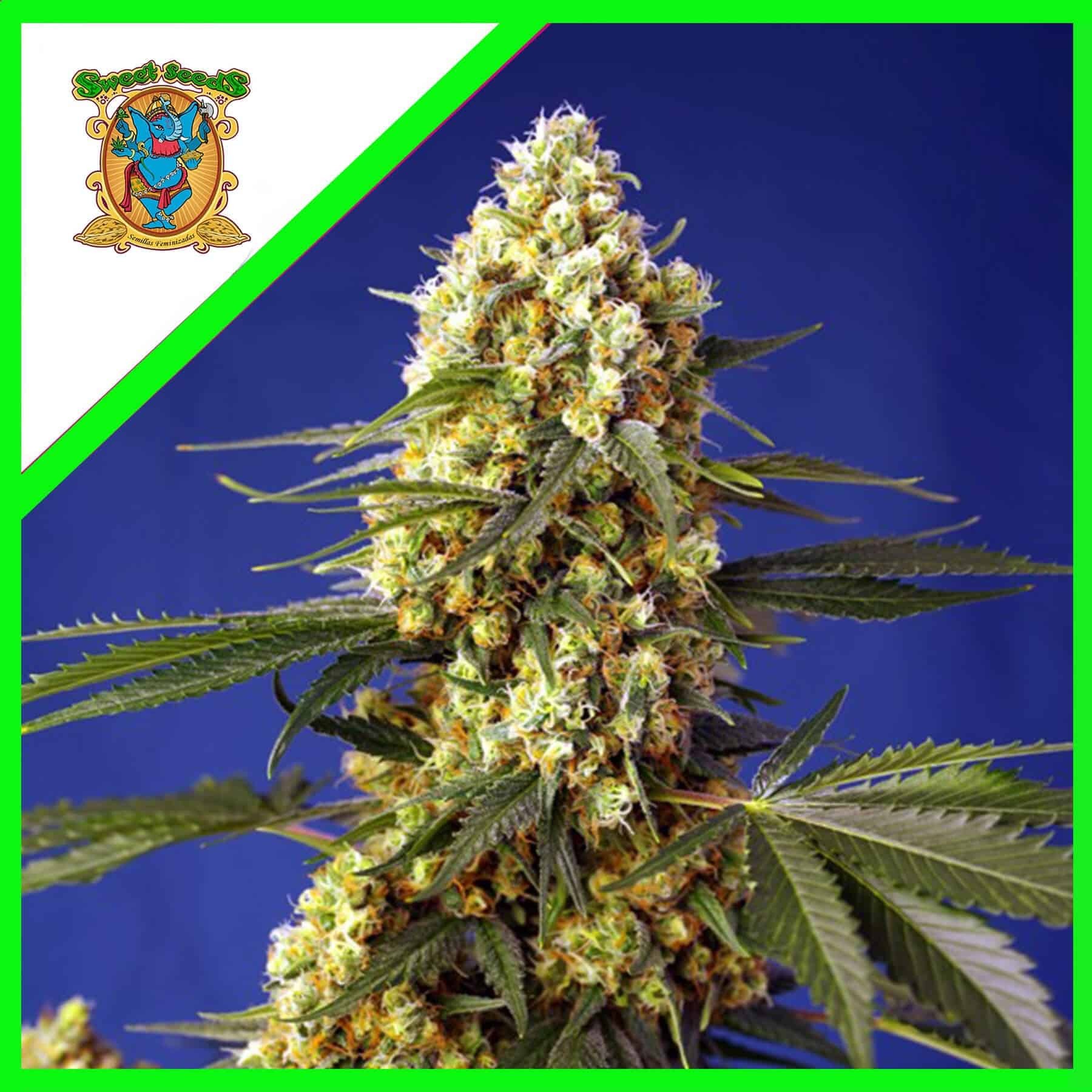 18441.jpg Pack Sweet Seeds Strawberry Banana Gelato XL Auto X5+2