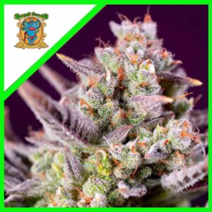 Pack Sweet Seeds Sweet Zenzation XL Auto X3+1
