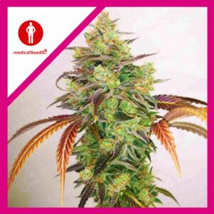 Pack Medical Seeds Y Griega CBD 2.0 Fem X3+2