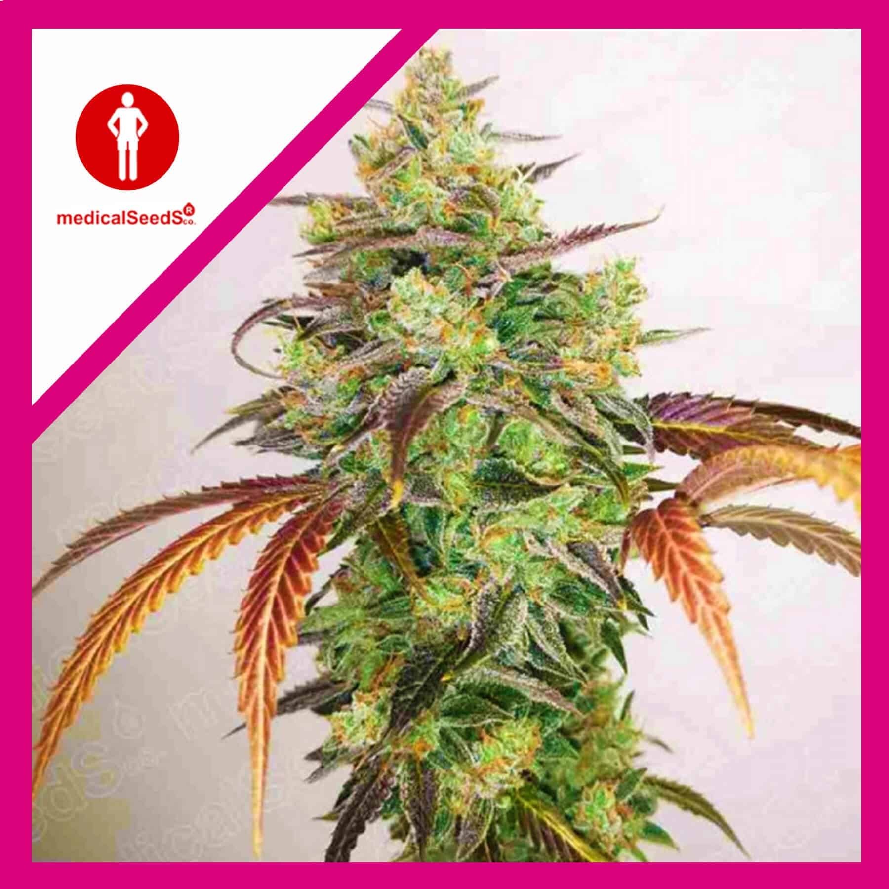 18497-1.jpg Pack Medical Seeds Y Griega CBD 2.0 Fem X3+2