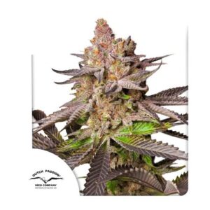 Pack Dutch Passion Melonade Runtz Fem X3