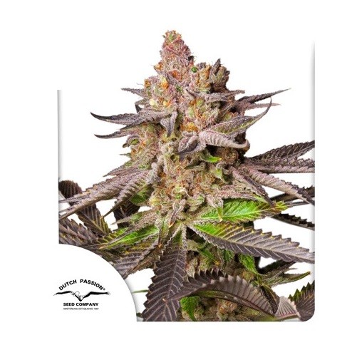 20115.jpg Pack Dutch Passion Melonade Runtz Fem X3