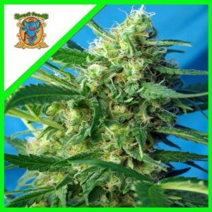 Pack Sweet Seeds Nyc Diesel Fem X3+1