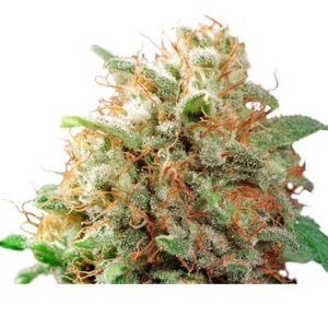 Pack Dutch Passion Mazar Fem X100