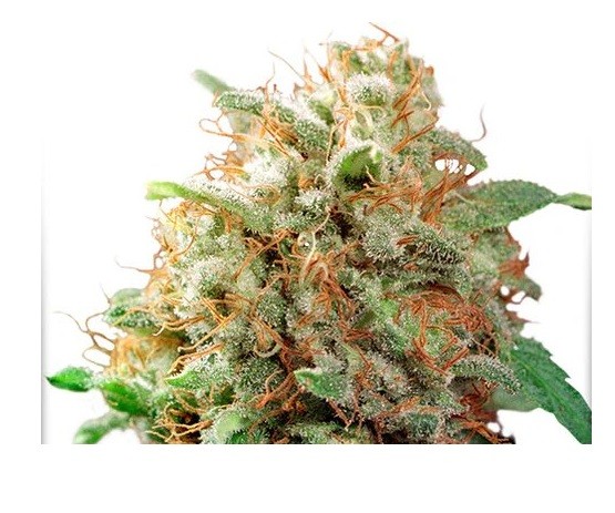 20647.jpg Pack Dutch Passion Mazar Fem X100