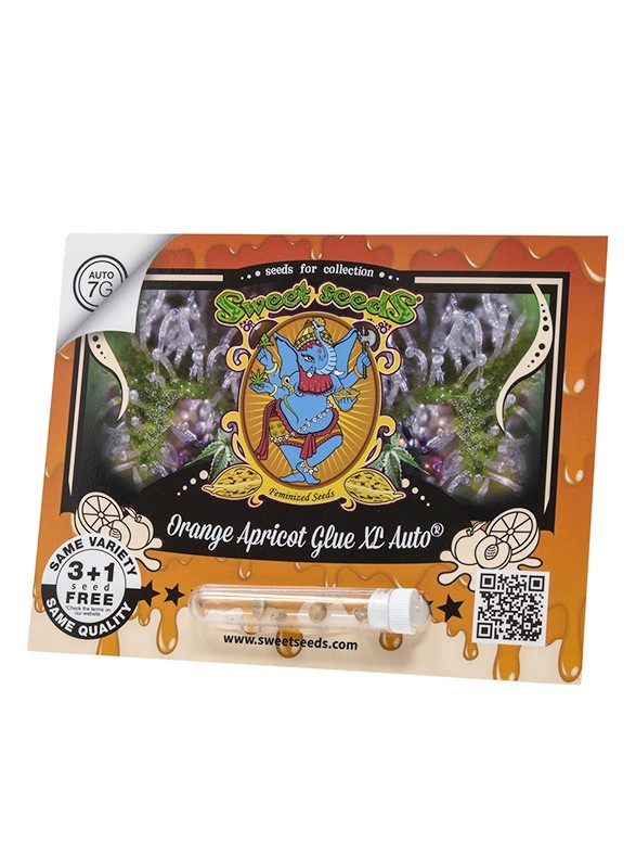 20830.jpg Pack Sweet Seeds Orange Apricot Glue XL Auto X100