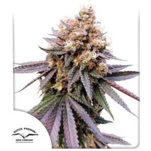 Pack Dutch Passion GMO Fast X3