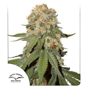 Pack Dutch Passion Orange Bud Fem X25