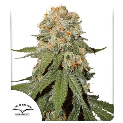 21077.jpg Pack Dutch Passion Orange Bud Fem X25