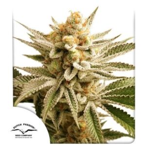 Pack Dutch Passion Lemon Z Fem X25