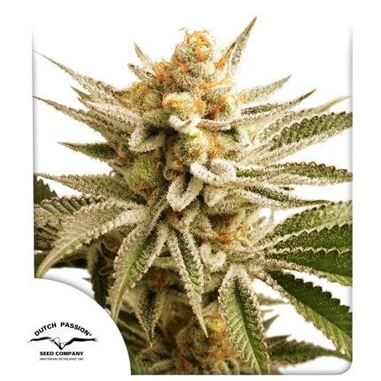 21079.jpg Pack Dutch Passion Lemon Z Fem X25