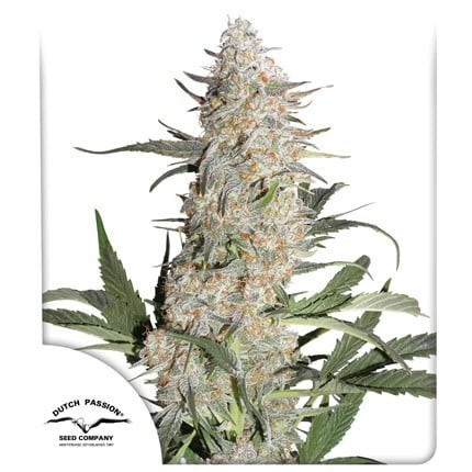 21080.jpg Pack Dutch Passion Critical Orange Punch Fem X25