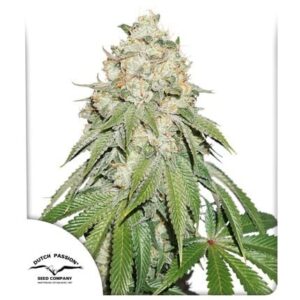 Pack Dutch Passion Banana Blaze Fem X25