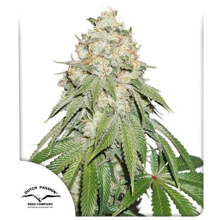 21081.jpg Pack Dutch Passion Banana Blaze Fem X25