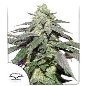 Pack Dutch Passion Skywalker Haze Auto X25