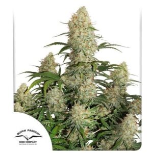 Pack Dutch Passion Critical Orange Punch Auto X25