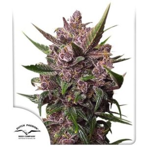 Pack Dutch Passion Blackberry Kush Auto X25