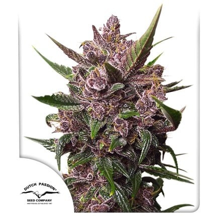 21086.jpg Pack Dutch Passion Blackberry Kush Auto X25