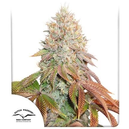 21087.jpg Pack Dutch Passion Banana Blaze Auto X25