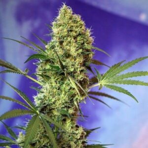 Pack Sweet Seeds Big Devil Auto X5+2