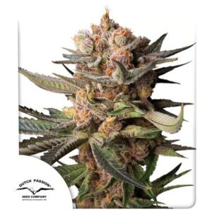 Pack Dutch Passion Frozen Biscotti Auto X3