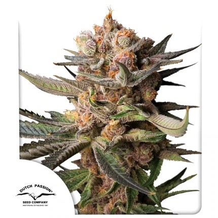 23273.jpg Pack Dutch Passion Frozen Biscotti Auto X3
