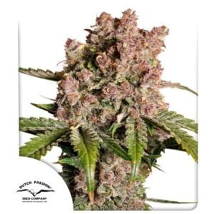 Pack Dutch Passion Strawberry Soda Auto X3