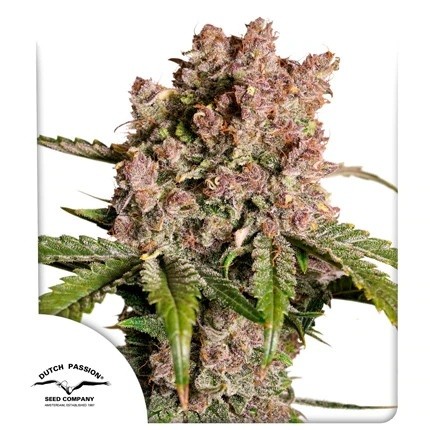 23275.jpg Pack Dutch Passion Strawberry Soda Auto X3