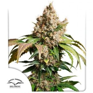 Pack Dutch Passion Red Tropicana Cookies Auto X3