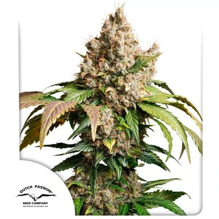 23276.jpg Pack Dutch Passion Red Tropicana Cookies Auto X3