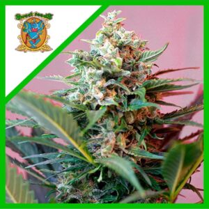 Pack Sweet Seeds Big Devil XL Auto X25