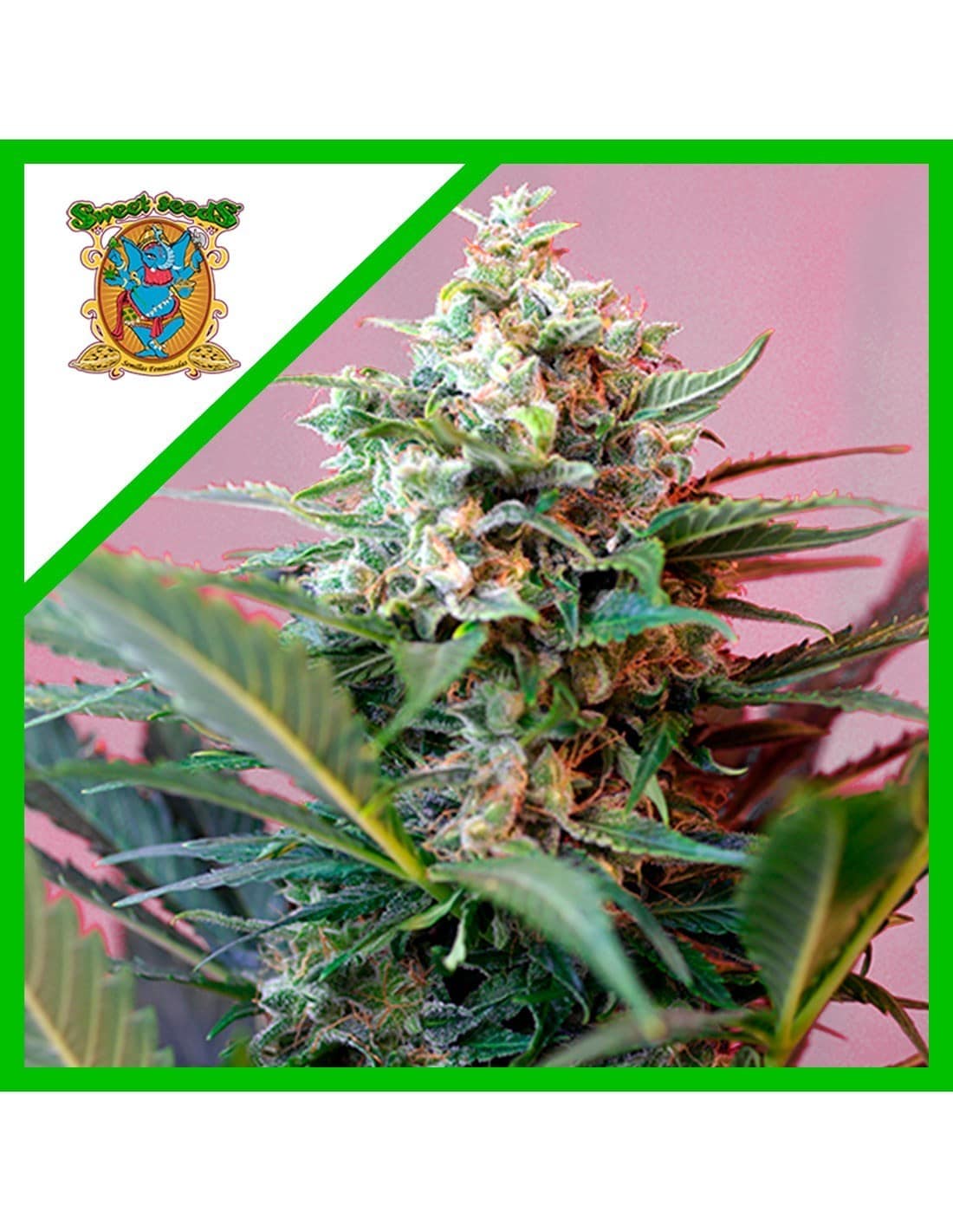 2329.jpg Pack Sweet Seeds Big Devil XL Auto X25