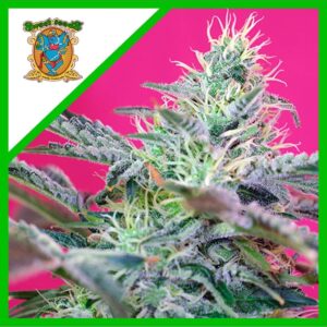 Pack Sweet Seeds Sweet Cheese Auto X25