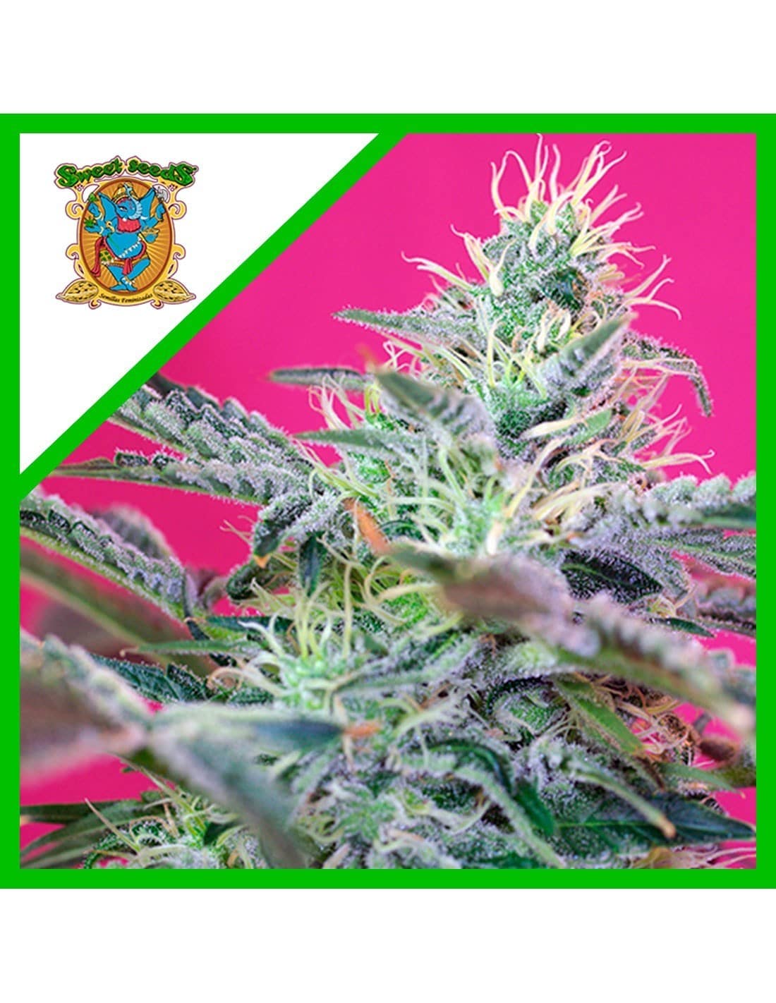 2333.jpg Pack Sweet Seeds Sweet Cheese Auto X25