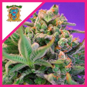 Pack Sweet Seeds Sweet Cheese F1 Fem X25