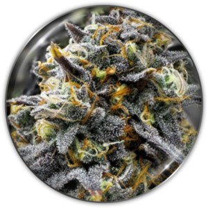 Pack Medical Seeds Donuts Fem X3