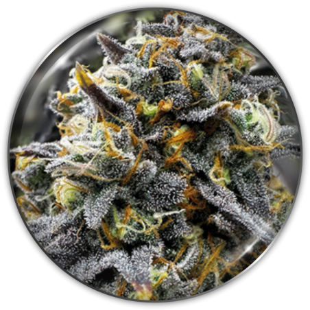 23415-1.png Pack Medical Seeds Donuts Fem X3