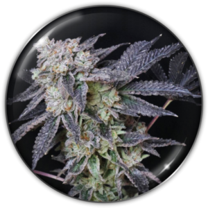 Pack Medical Seeds Mintzkittlez Fem X3