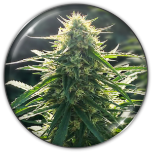 Pack Medical Seeds Biorelief CBD X3