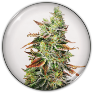 Pack Medical Seeds Banana Purp Fem X3