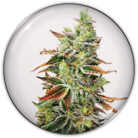 23418-1.png Pack Medical Seeds Banana Purp Fem X3