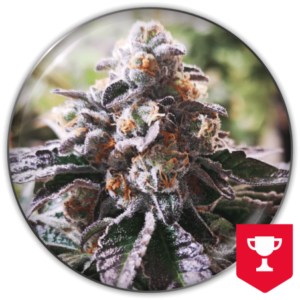 Pack Medical Seeds Cookies Purple Punch Fem X3