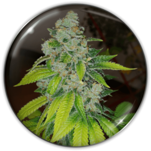 Pack Medical Seeds Zkittlez Fem X3