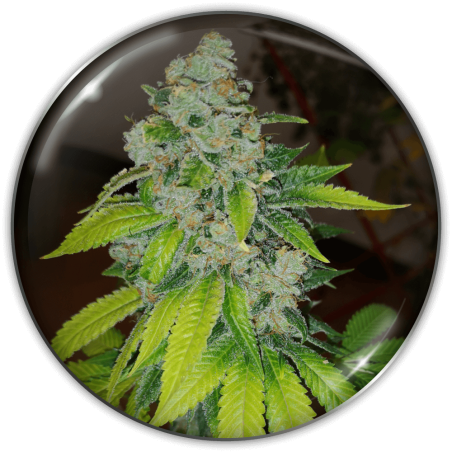 23420-1.png Pack Medical Seeds Zkittlez Fem X3