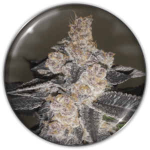 Pack Medical Seeds Gelato 242 Fem X3