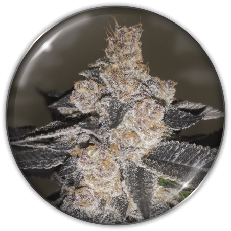 23421-1.png Pack Medical Seeds Gelato 242 Fem X3