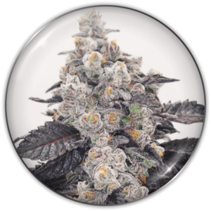 Pack Medical Seeds Pink Sherbert Fem X3