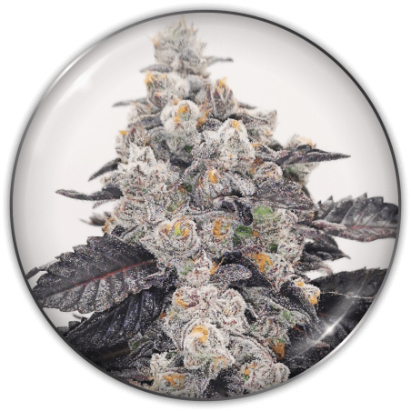 23422-1.png Pack Medical Seeds Pink Sherbert Fem X3